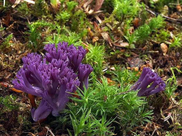 kyjačik Zollingerov Clavaria zollingeri Lév.