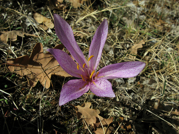 jesienka Colchicum sp.