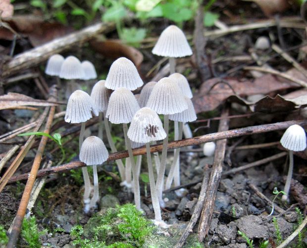 hnojník rozsiaty Coprinellus disseminatus (Pers.) J.E. Lange