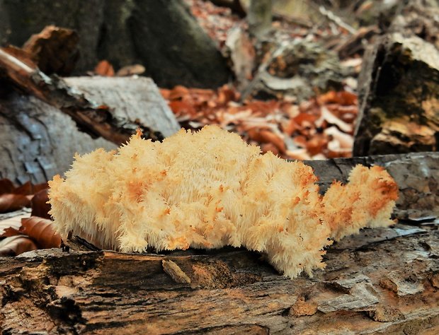 koralovec bukový Hericium coralloides (Scop.) Pers.