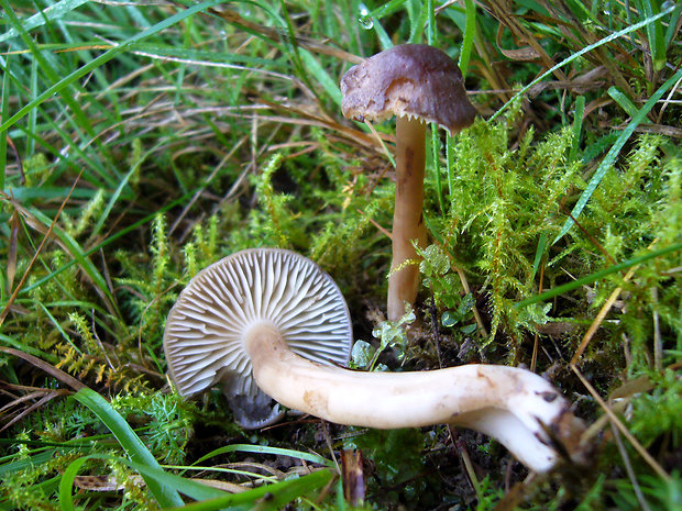 lúčnica lúhová Hygrocybe ingrata J.P. Jensen & F.H. Møller