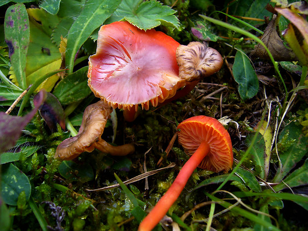 lúčnica hnednúca Hygrocybe phaeococcinea (Arnolds) Bon