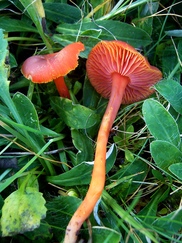 lúčnica hnednúca Hygrocybe phaeococcinea (Arnolds) Bon