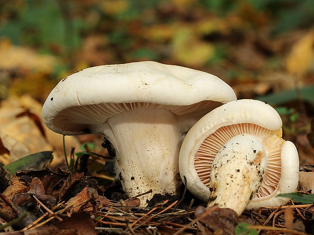 šťavnačka buková Hygrophorus penarius Fr.