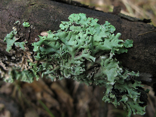 diskovka bublinatá Hypogymnia physodes (L.) Nyl.