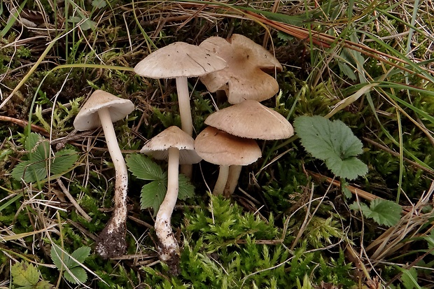 vláknica sindonská Inocybe sindonia (Fr.) P. Karst.