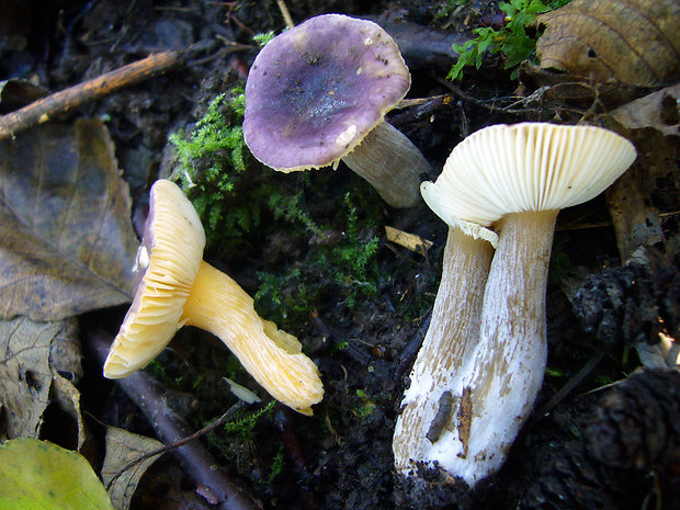 plávka jelšová Russula pumila Rouzeau & F. Massart