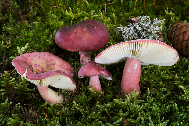 plávka krvavá Russula sanguinaria (Schumach.) Rauschert