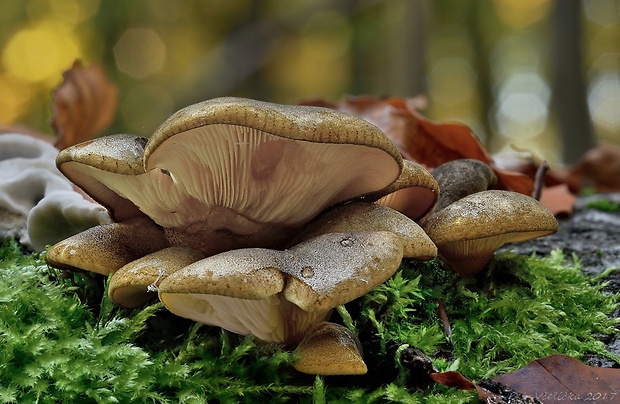 pňovka neskorá Sarcomyxa serotina (Pers.) P. Karst.