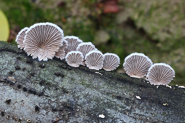 klanolupeňovka obyčajná Schizophyllum commune Fr.