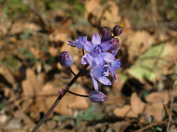 scila Scilla autumnalis L.