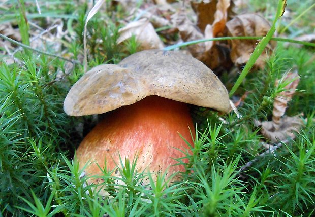 hríb zrnitohlúbikový Sutorius luridiformis (Rostk.) G. Wu & Zhu L. Yang