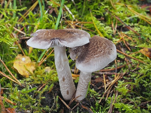 čírovka Tricholoma sp.