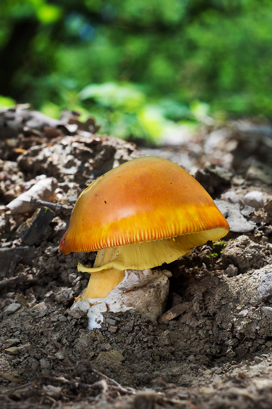 muchotrávka cisárska Amanita caesarea (Scop.) Pers.