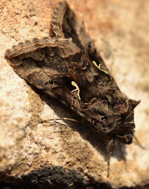 mora gama Autographa gamma