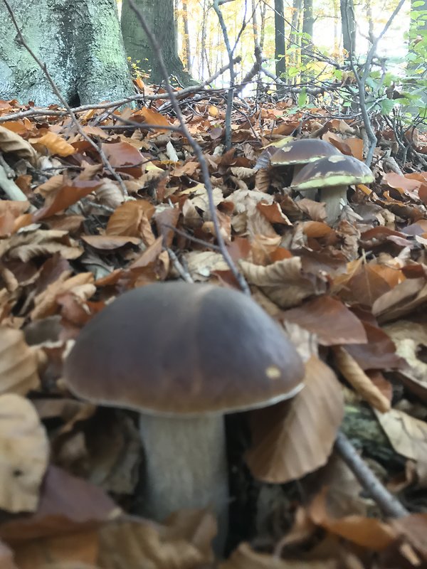 hríb smrekový Boletus edulis Bull.