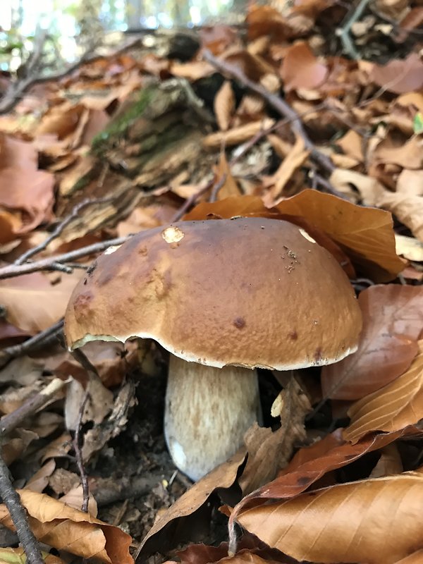 hríb smrekový Boletus edulis Bull.