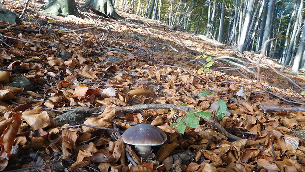 hríb smrekový Boletus edulis Bull.