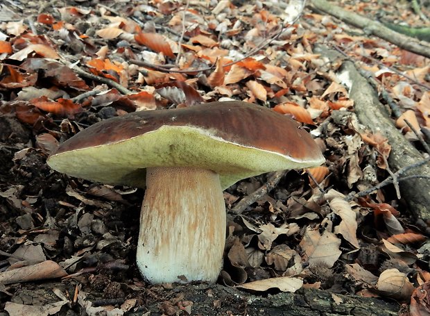 hríb smrekový Boletus edulis Bull.