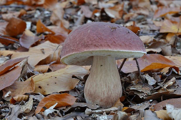 hríb sosnový Boletus pinophilus Pil. et Dermek in Pil.