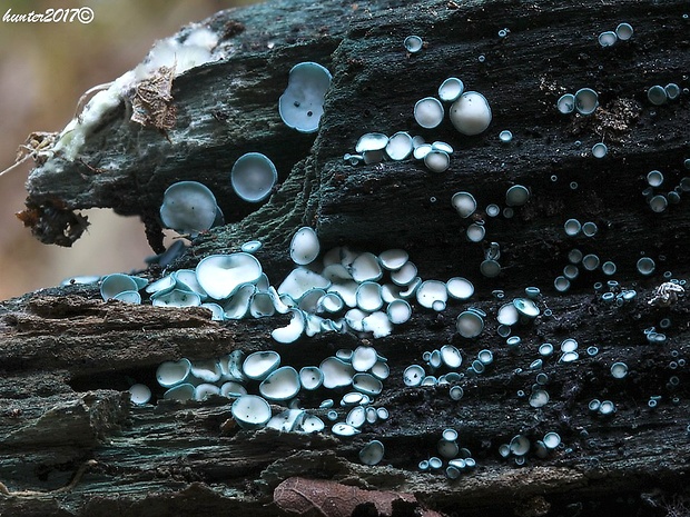 zelenica Chlorociboria sp.