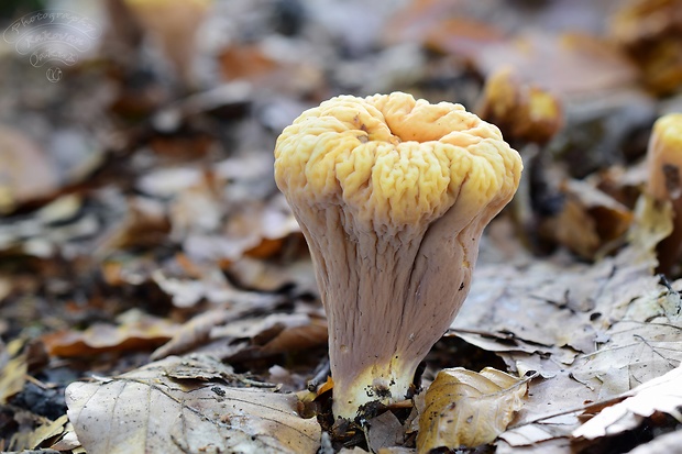 kyjak useknutý Clavariadelphus truncatus Donk