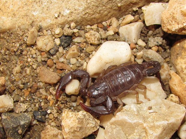 štír Euscorpius italicus