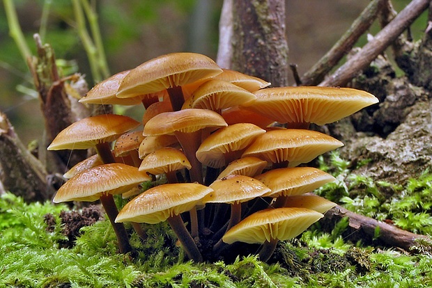 plamienka Flammulina sp.