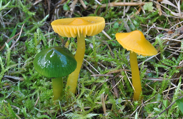 lúčnica žltozelená Gliophorus psittacinus (Schaeff.) Herink