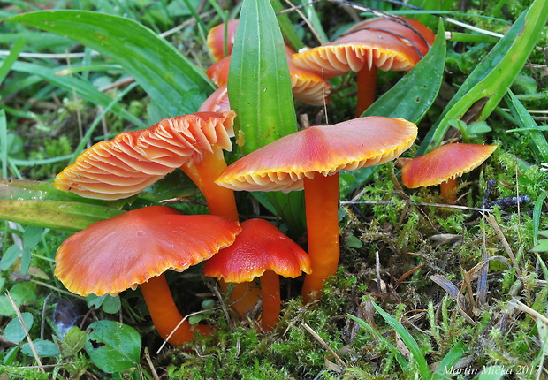 lúčnica šarlátová Hygrocybe coccinea (Schaeff.) P. Kumm.