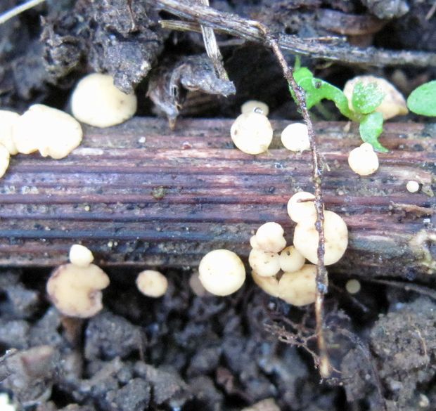 čiašočka byľová Hymenoscyphus herbarum (Pers.) Dennis