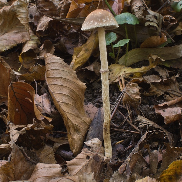 golierovka šupinkatá Leratiomyces squamosus var. squamosus (Pers.) Bridge & Spooner