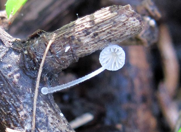 prilbička Mycena tenerrima (Berk.) Quél.