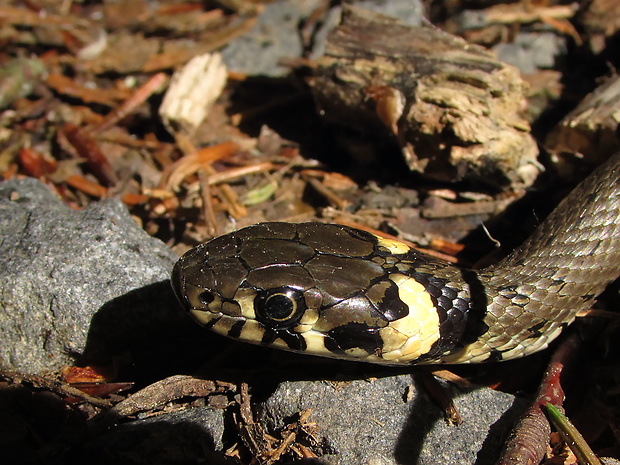 užovka obojková Natrix natrix