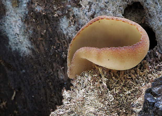 čiaška Peziza sp.