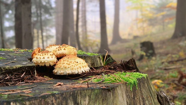 šupinovka Pholiota sp.