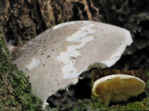 hliva dubová Pleurotus dryinus (Pers.) P. Kumm.