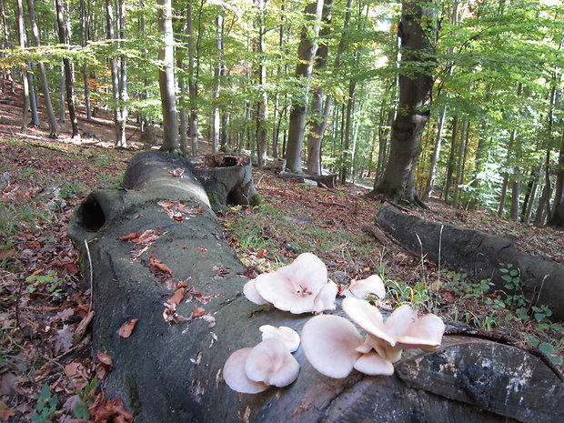 hliva buková Pleurotus pulmonarius (Fr.) Quél.