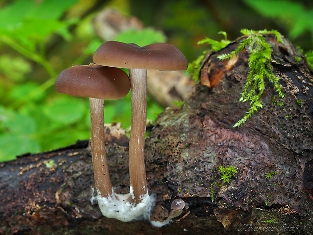 strmulica čiaškovitá Pseudoclitocybe cyathiformis (Bull.) Singer