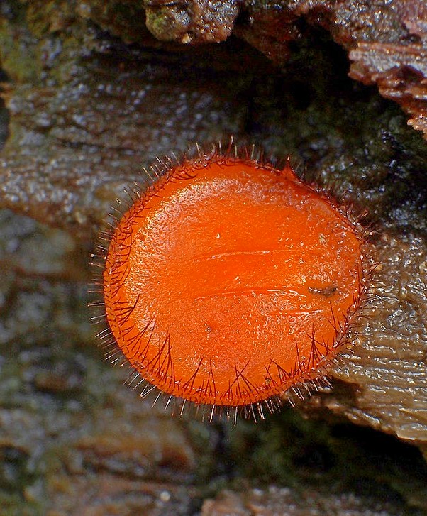 štítovnička Scutellinia sp.