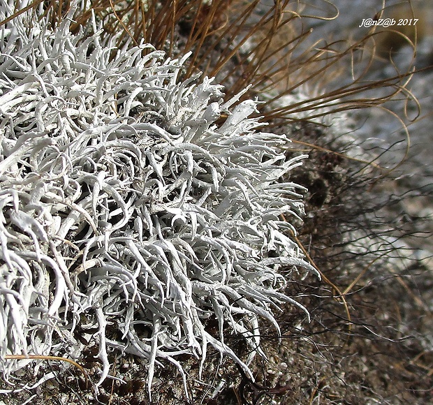 tamnólia červovitá Thamnolia vermicularis subsp. vermicularis (Sw.) Schaer.