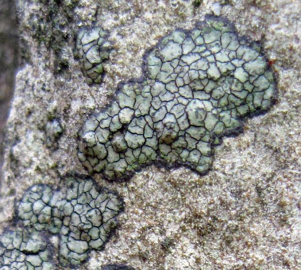 bradavnica Verrucaria sp.