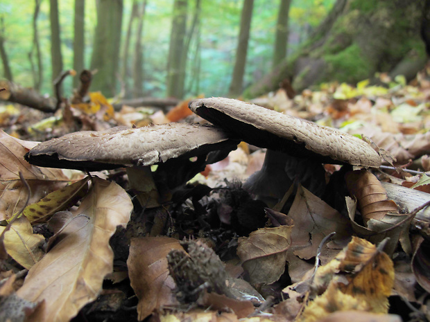 pečiarka jarabičia Agaricus phaeolepidotus (F.H. Møller) F.H. Møller