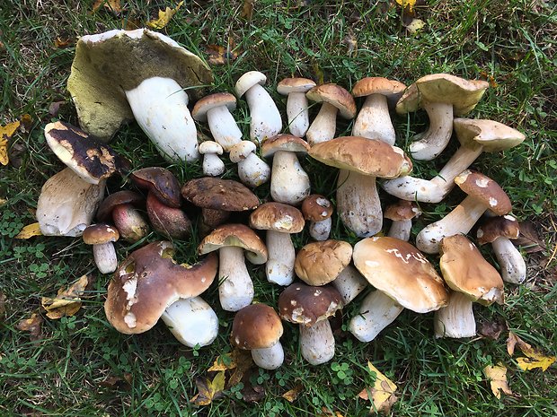 hríb smrekový Boletus edulis Bull.