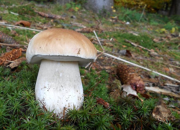 hríb smrekový Boletus edulis Bull.