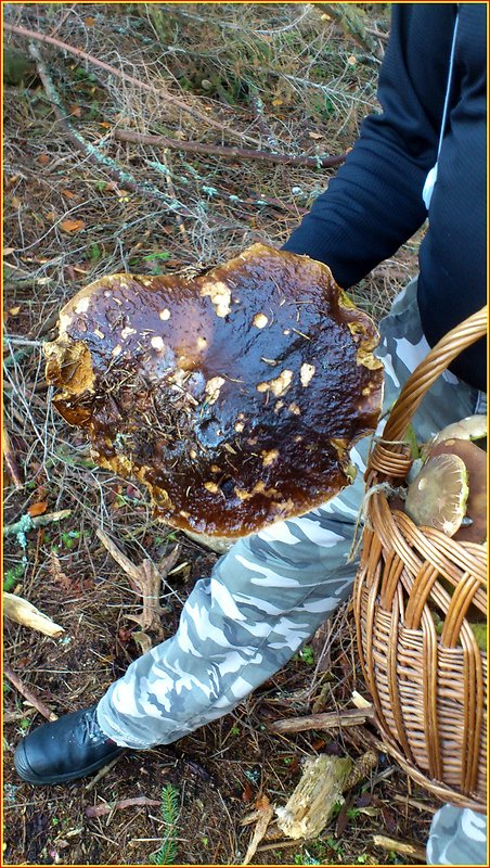 hríb smrekový Boletus edulis Bull.