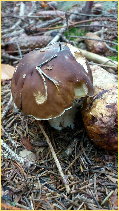 hríb smrekový Boletus edulis Bull.