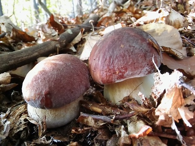 hríb sosnový Boletus pinophilus Pil. et Dermek in Pil.