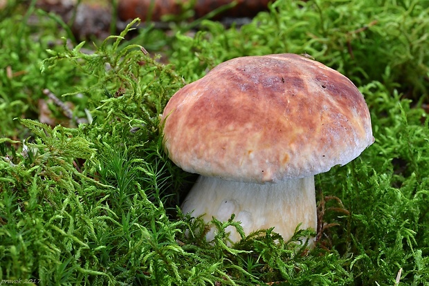 hríb sosnový Boletus pinophilus Pil. et Dermek in Pil.