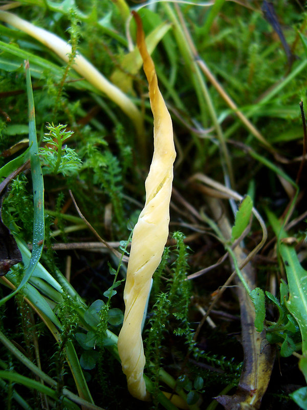 kyjačik Clavaria amoenoides Corner, K.S. Thind & Anand